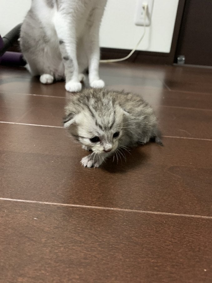 田舎に保護猫カフェを作りたい Campfire キャンプファイヤー 田舎に保護猫カフェを作りたい Campfire キャンプファイヤー