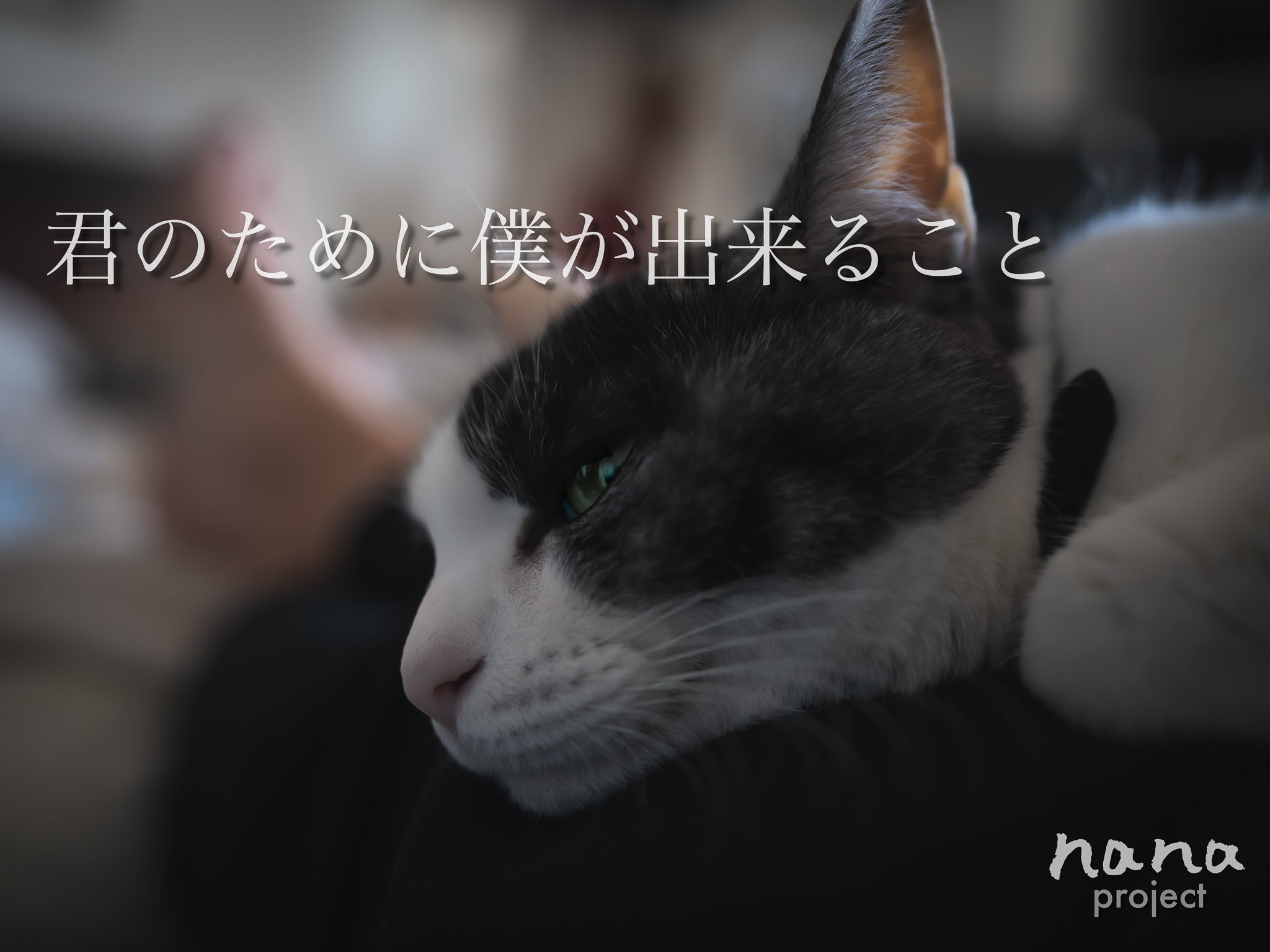 猫のななちゃんの為に作るCDプロジェクト「nana」 - CAMPFIRE