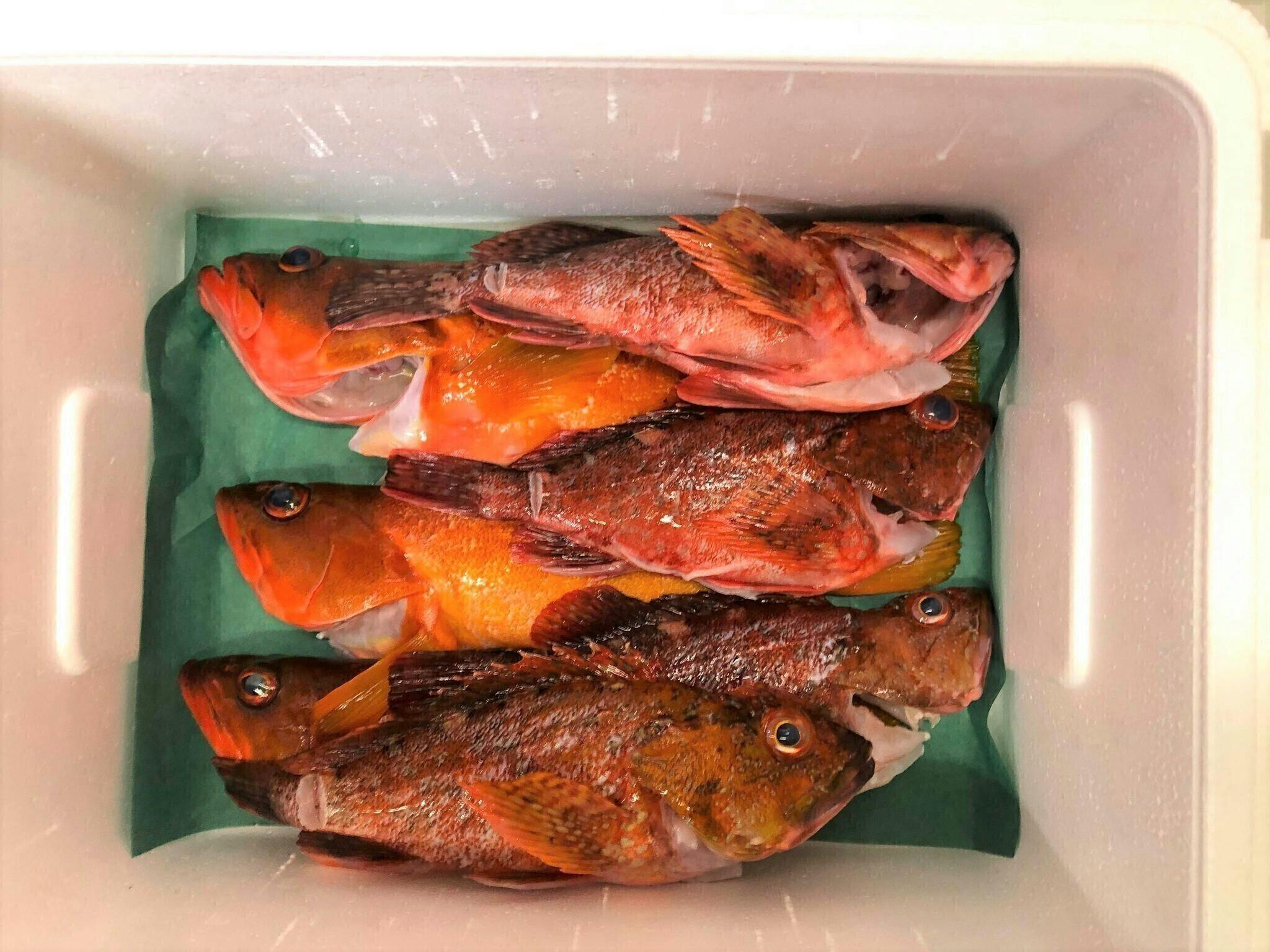 南伊豆で獲れる まだ知られていない地魚 をたくさんの人に味わってほしい の支援者一覧 Campfire キャンプファイヤー 南伊豆で獲れる まだ知られていない地魚 をたくさんの人に味わってほしい の支援者一覧 Campfire キャンプファイヤー