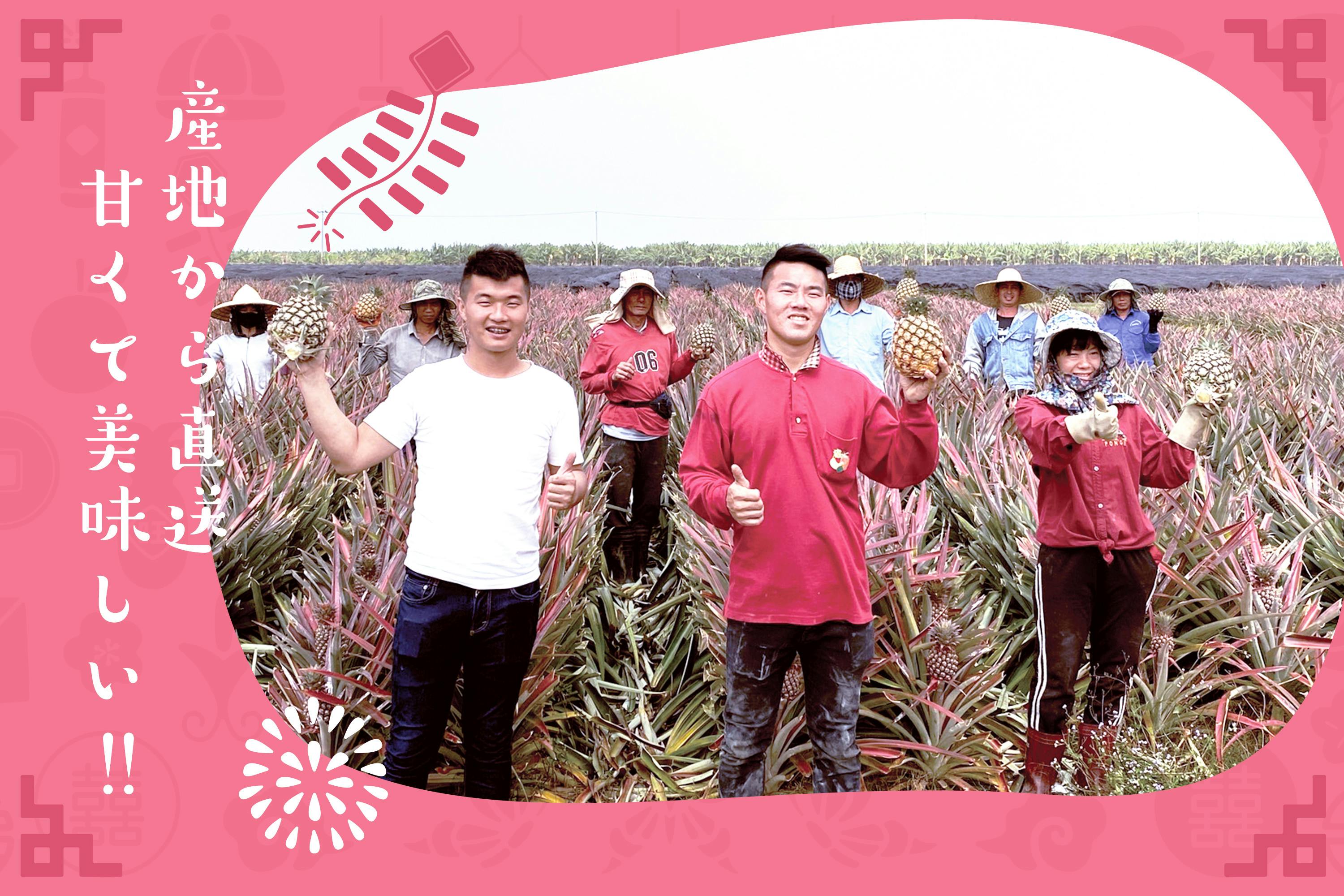 限定企画ミルクパイン 見逃してはならぬ 台湾のパイナップルから台湾の応援を Campfire キャンプファイヤー 限定企画ミルクパイン 見逃してはならぬ 台湾のパイナップルから台湾の応援を Campfire キャンプファイヤー