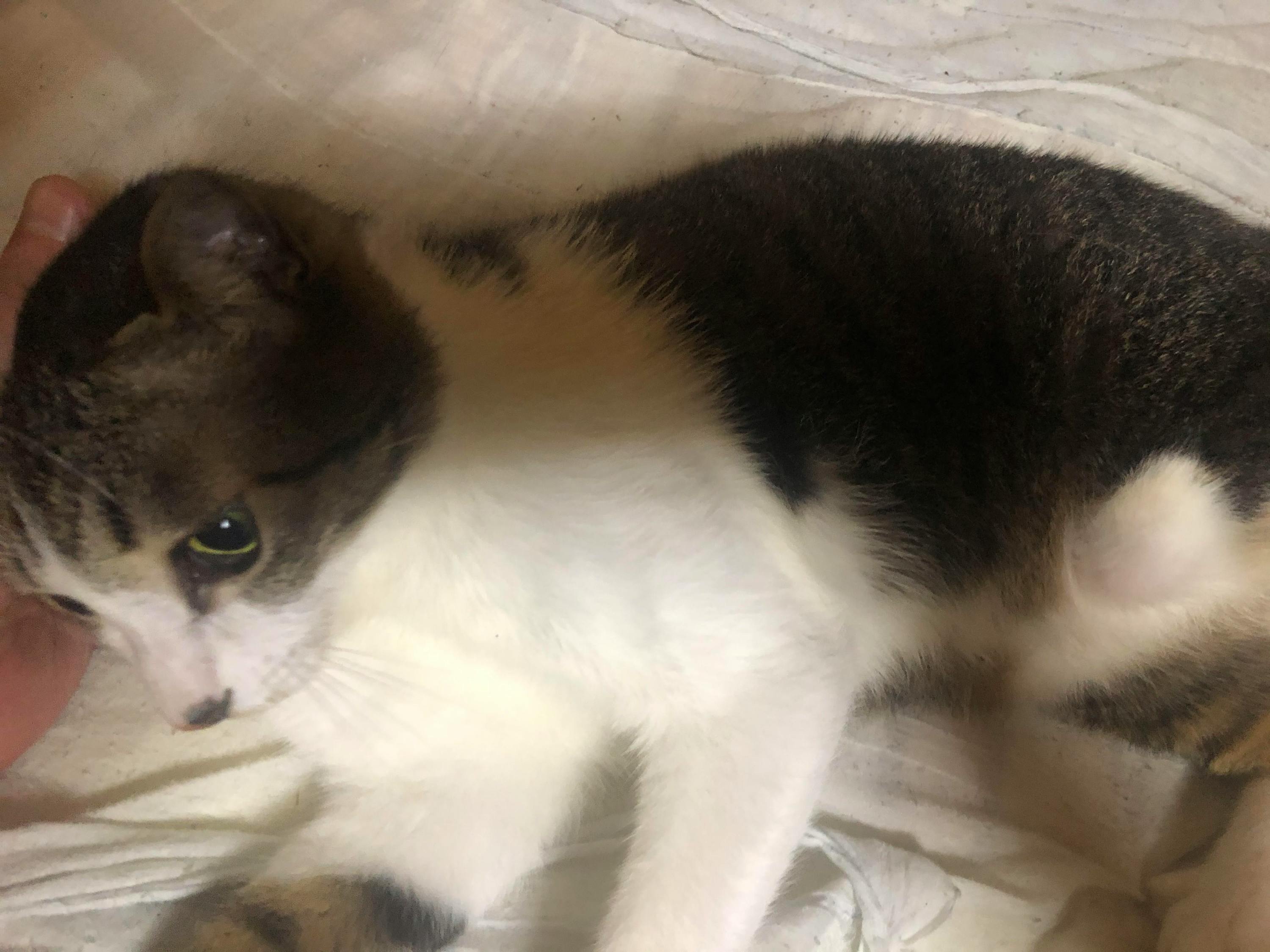保護した子猫の里親探しの継続および障害猫の義足を作りたい Campfire キャンプファイヤー 保護した子猫の里親探しの継続および障害猫の義足を作りたい Campfire キャンプファイヤー