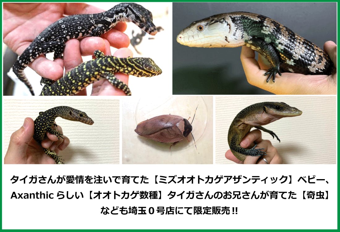 支援すべき爬虫類ショップがそこにある Campfire キャンプファイヤー 支援すべき爬虫類ショップがそこにある Campfire キャンプファイヤー