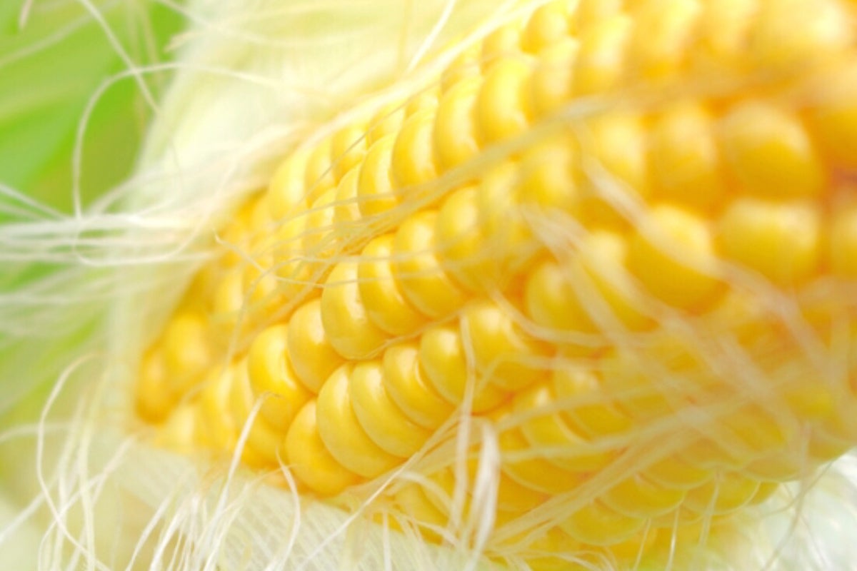 緊急プロジェクト 貴方へ届けたい コロナに苦しむ有機とうもろこし Campfire キャンプファイヤー