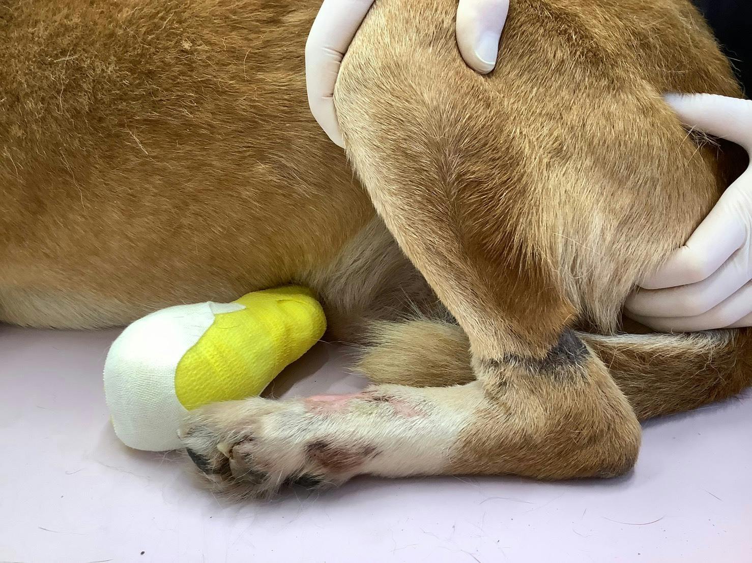 千葉県の保護犬を義足サポーターでドッグランを再び元気に走らせてあげたい Campfire キャンプファイヤー 千葉県の保護犬を義足サポーターでドッグランを再び元気に走らせてあげたい Campfire キャンプファイヤー