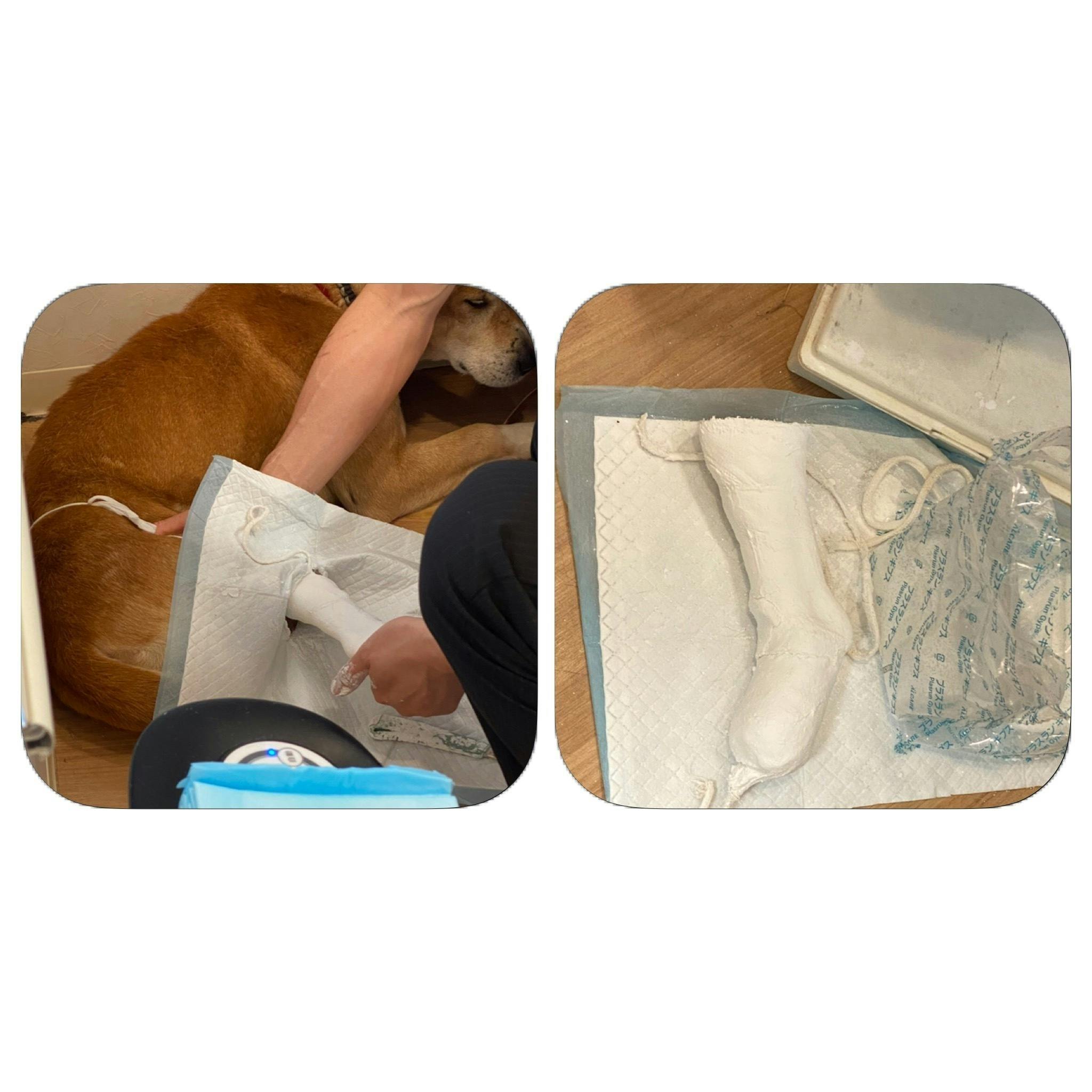 千葉県の保護犬を義足サポーターでドッグランを再び元気に走らせてあげたい Campfire キャンプファイヤー 千葉県の保護犬を義足サポーターでドッグランを再び元気に走らせてあげたい Campfire キャンプファイヤー