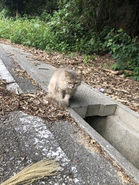 挑戦 学生が本気で沖縄の保護動物問題に取り組みたいです Campfire キャンプファイヤー 挑戦 学生が本気で沖縄の保護動物問題に取り組みたいです Campfire キャンプファイヤー