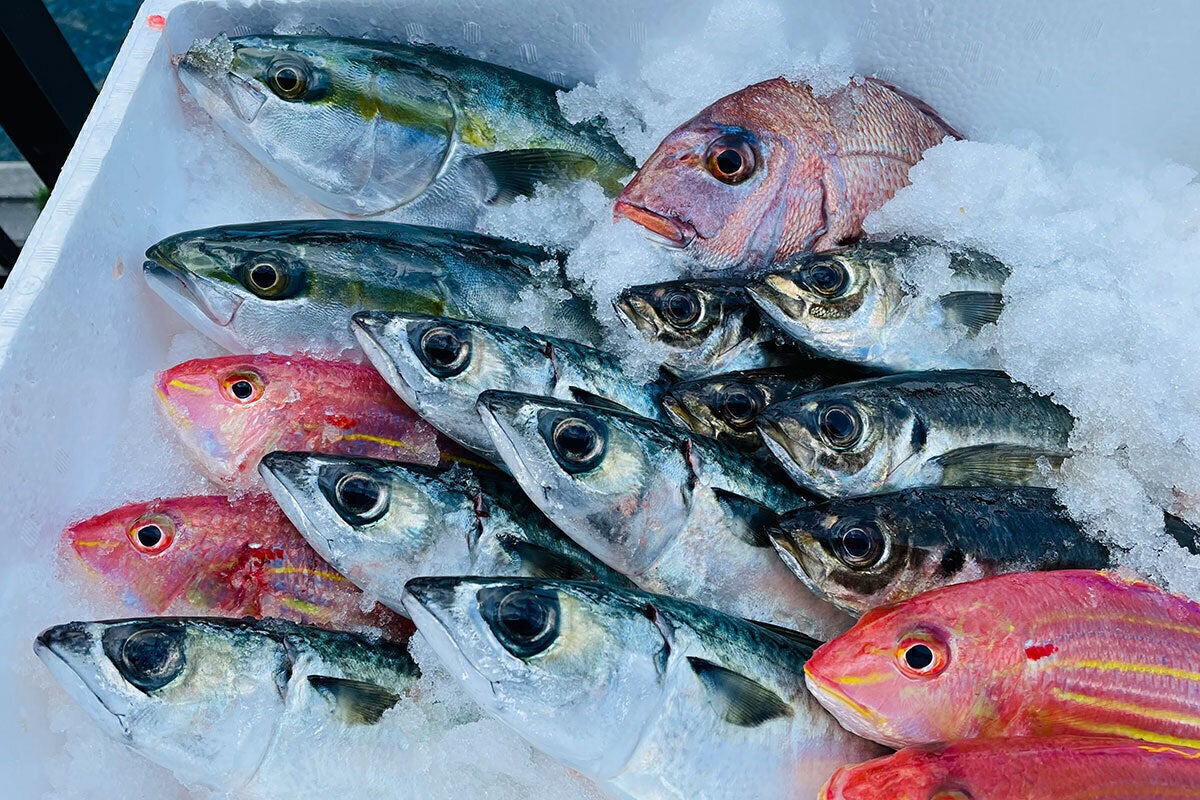 美味しい魚で地球を守る 奇跡の氷 で大分県の海の幸を抜群の鮮度で届けたい Campfire キャンプファイヤー 美味しい魚で地球を守る 奇跡の氷 で大分県の海の幸を抜群の鮮度で届けたい Campfire キャンプファイヤー