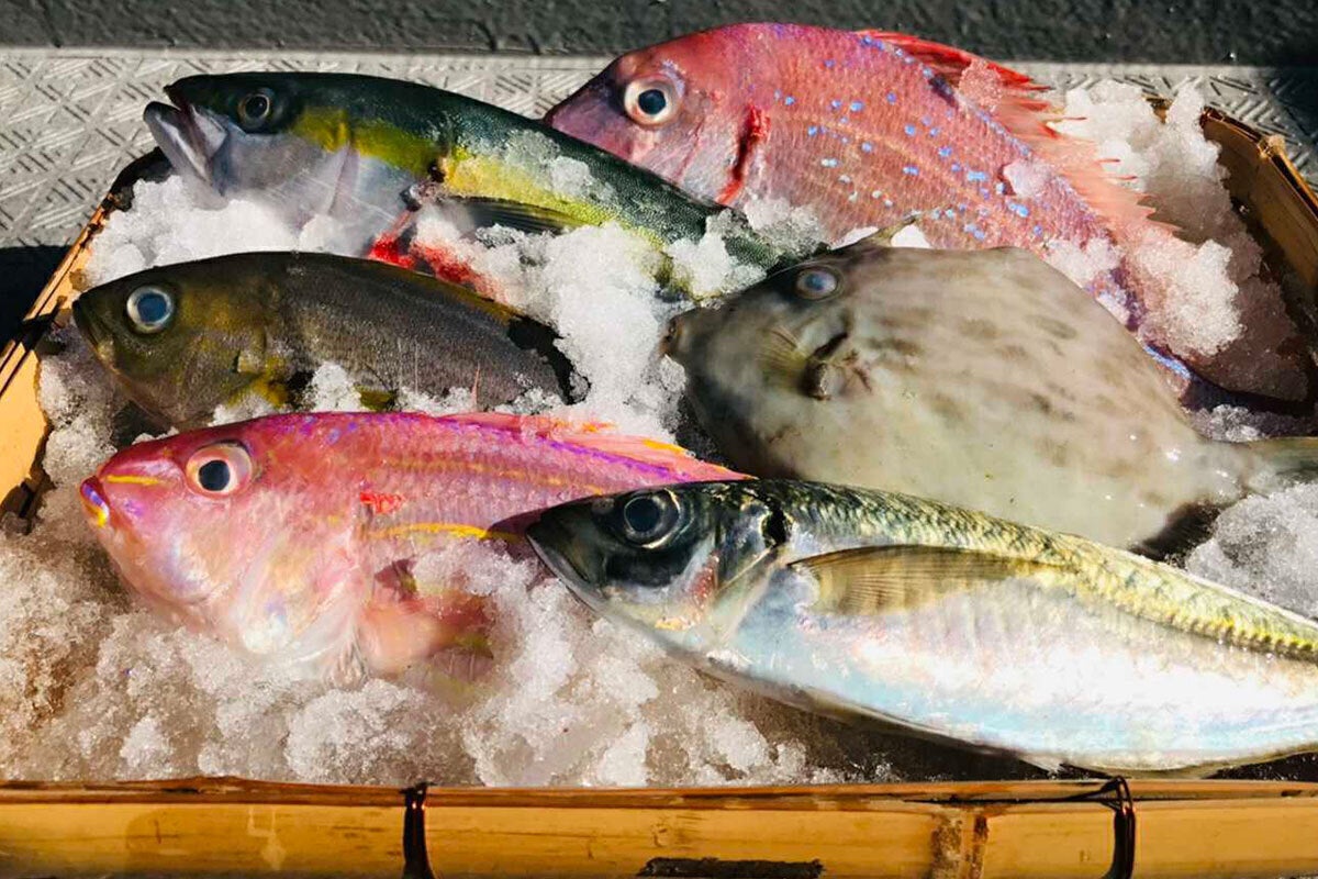 美味しい魚で地球を守る 奇跡の氷 で大分県の海の幸を抜群の鮮度で届けたい Campfire キャンプファイヤー 美味しい魚で地球を守る 奇跡の氷 で大分県の海の幸を抜群の鮮度で届けたい Campfire キャンプファイヤー