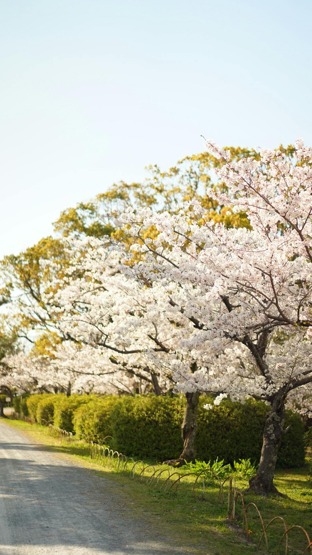 九州の大自然をカッコいい映像に残したい Campfire キャンプファイヤー 九州の大自然をカッコいい映像に残したい Campfire キャンプファイヤー