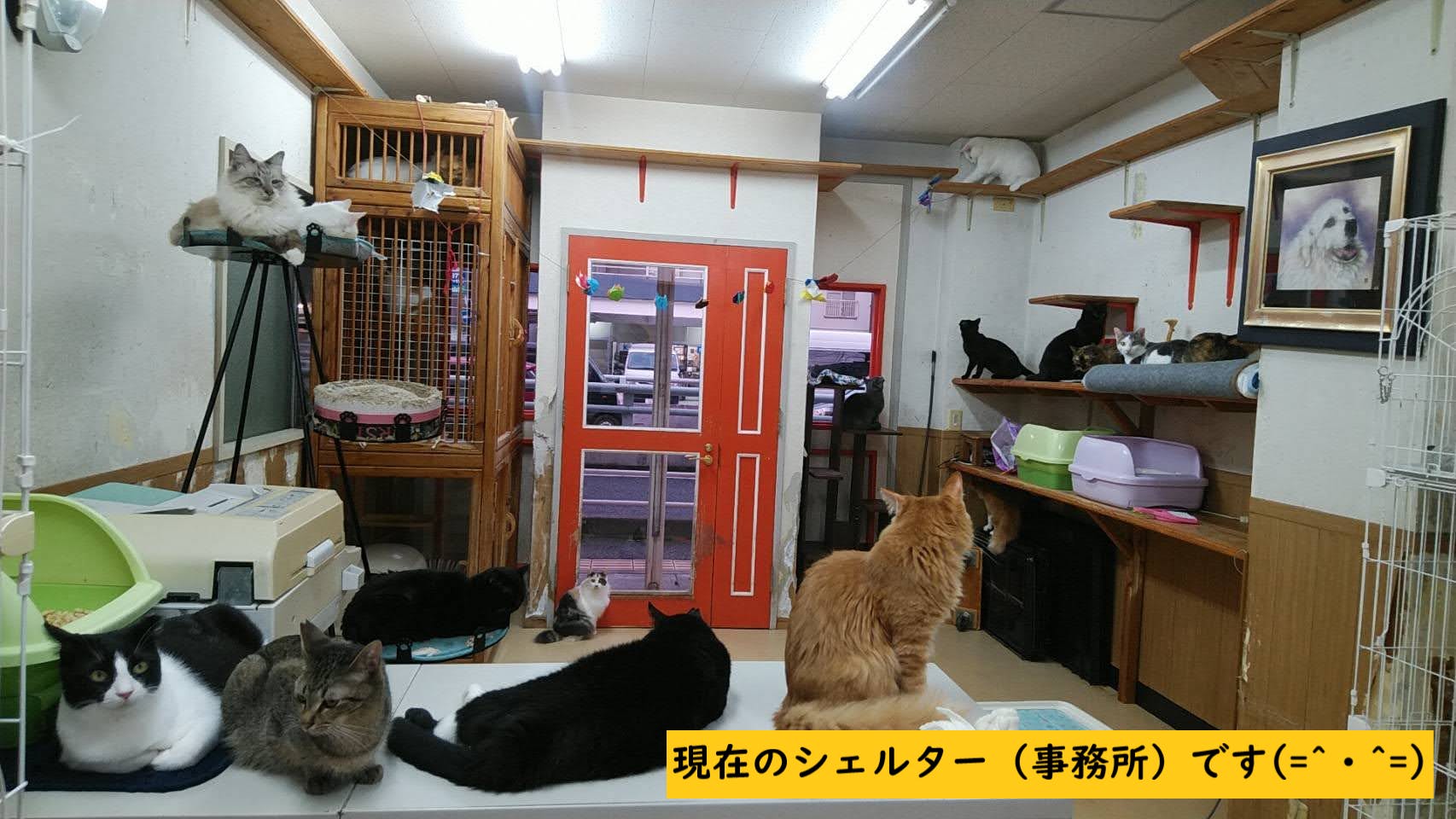 保護猫 犬 が うちの子 になるためのふれあいカフェとシェルターを運営したい Campfire キャンプファイヤー 保護猫 犬 が うちの子 になるためのふれあいカフェとシェルターを運営したい Campfire キャンプファイヤー