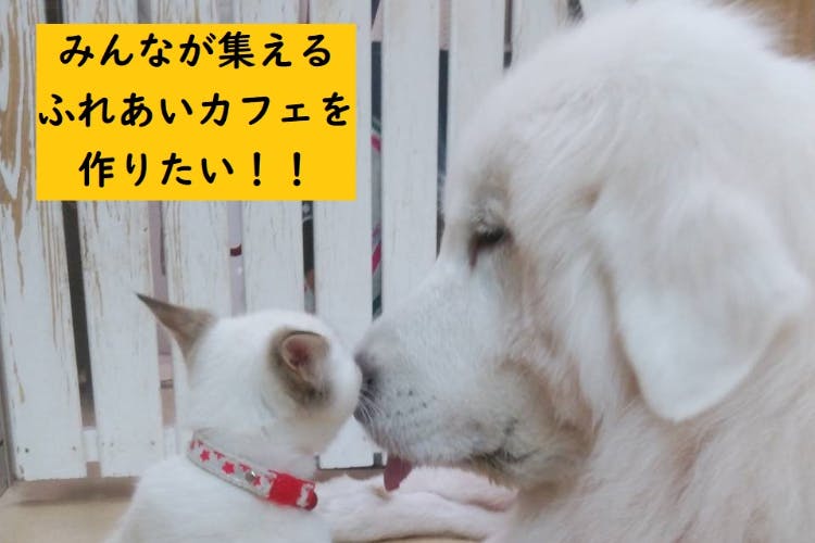 保護猫 犬 が うちの子 になるためのふれあいカフェとシェルターを運営したい Campfire キャンプファイヤー