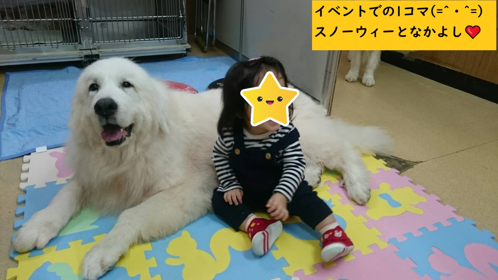 保護猫 犬 が うちの子 になるためのふれあいカフェとシェルターを運営したい Campfire キャンプファイヤー 保護猫 犬 が うちの子 になるためのふれあいカフェとシェルターを運営したい Campfire キャンプファイヤー