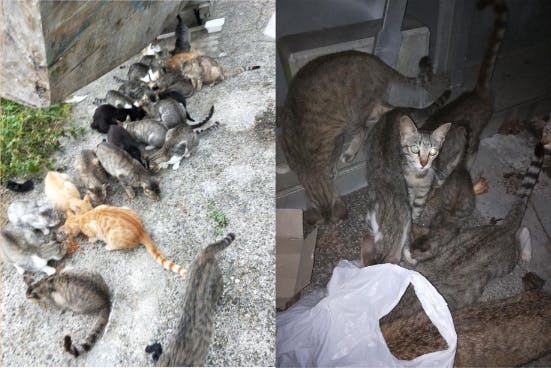 釣り針を置き去りにしないで Campfire キャンプファイヤー