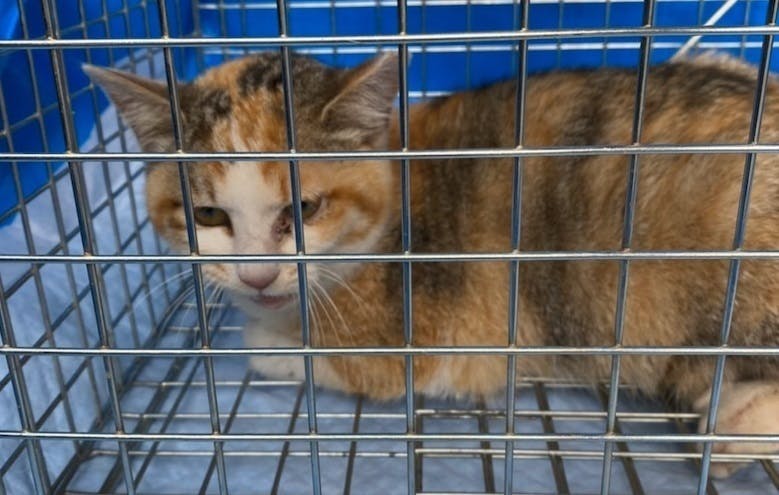 愛犬愛猫の参加ok 保護犬 猫のためのチャリティカレンダー22 Campfire キャンプファイヤー 愛犬愛猫の参加ok 保護犬 猫のためのチャリティカレンダー22 Campfire キャンプファイヤー