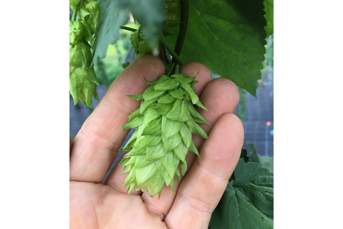 アメリカ人大学教授が作るホップ畑とクラフトビールの世界をお届けします Campfire キャンプファイヤー アメリカ人大学教授が作るホップ畑とクラフトビールの世界をお届けします Campfire キャンプファイヤー