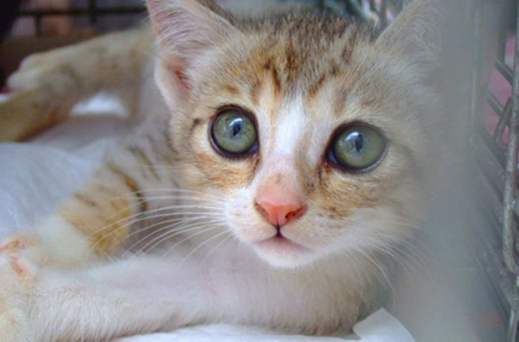 誰からも見放された猫や犬の命を救いたい！負傷動物を守る真の動物保護 