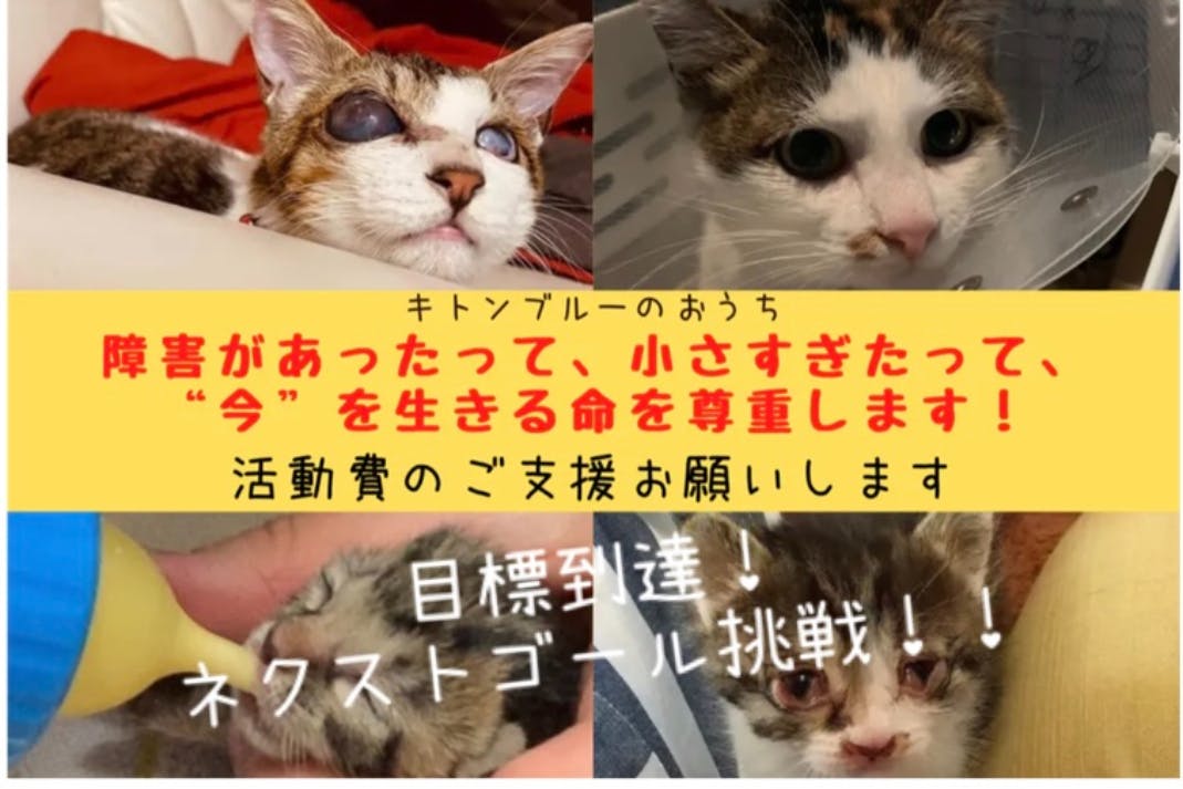 保護猫 飼育困難という理由で命を諦めたくない 障害持ちや幼弱な子猫を救いたい Campfire キャンプファイヤー