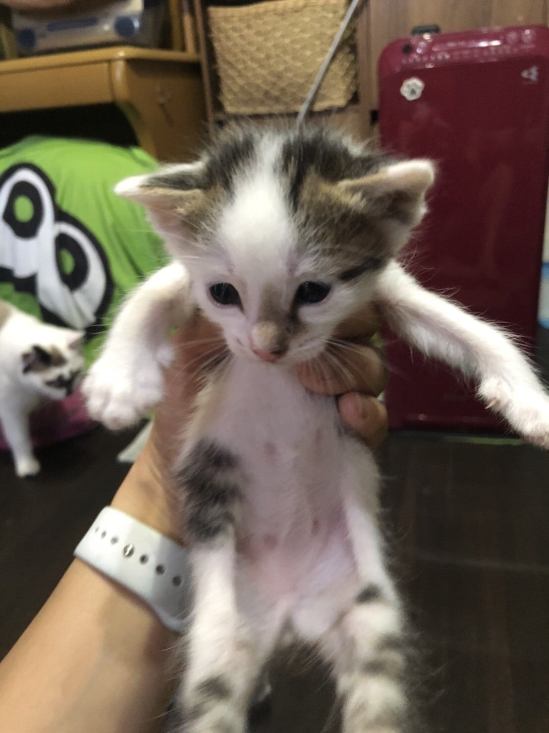 1匹でも多くの命を救いたい【保護猫活動】 - CAMPFIRE (キャンプ