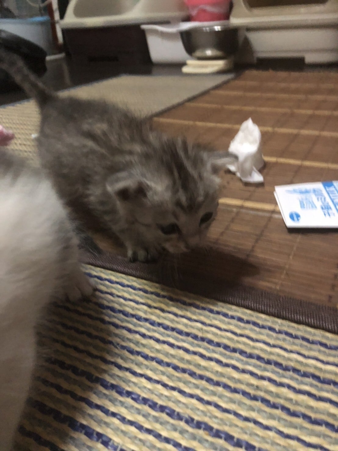 1匹でも多くの命を救いたい【保護猫活動】 - CAMPFIRE (キャンプ