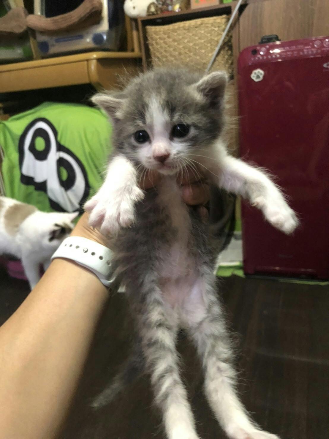 1匹でも多くの命を救いたい 保護猫活動 Campfire キャンプファイヤー 1匹でも多くの命を救いたい 保護猫活動 Campfire キャンプファイヤー