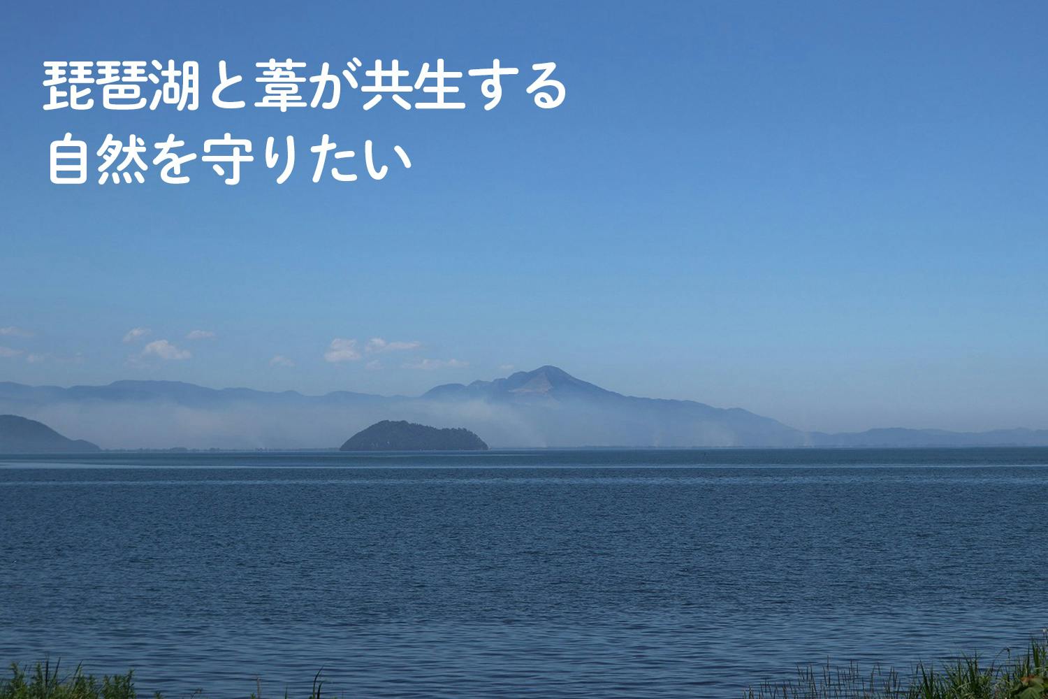 琵琶湖の葦 ヨシ でサスティナブルな湖国の新たな特産品を作るプロジェクト Campfire キャンプファイヤー 琵琶湖の葦 ヨシ でサスティナブルな湖国の新たな特産品を作るプロジェクト Campfire キャンプファイヤー