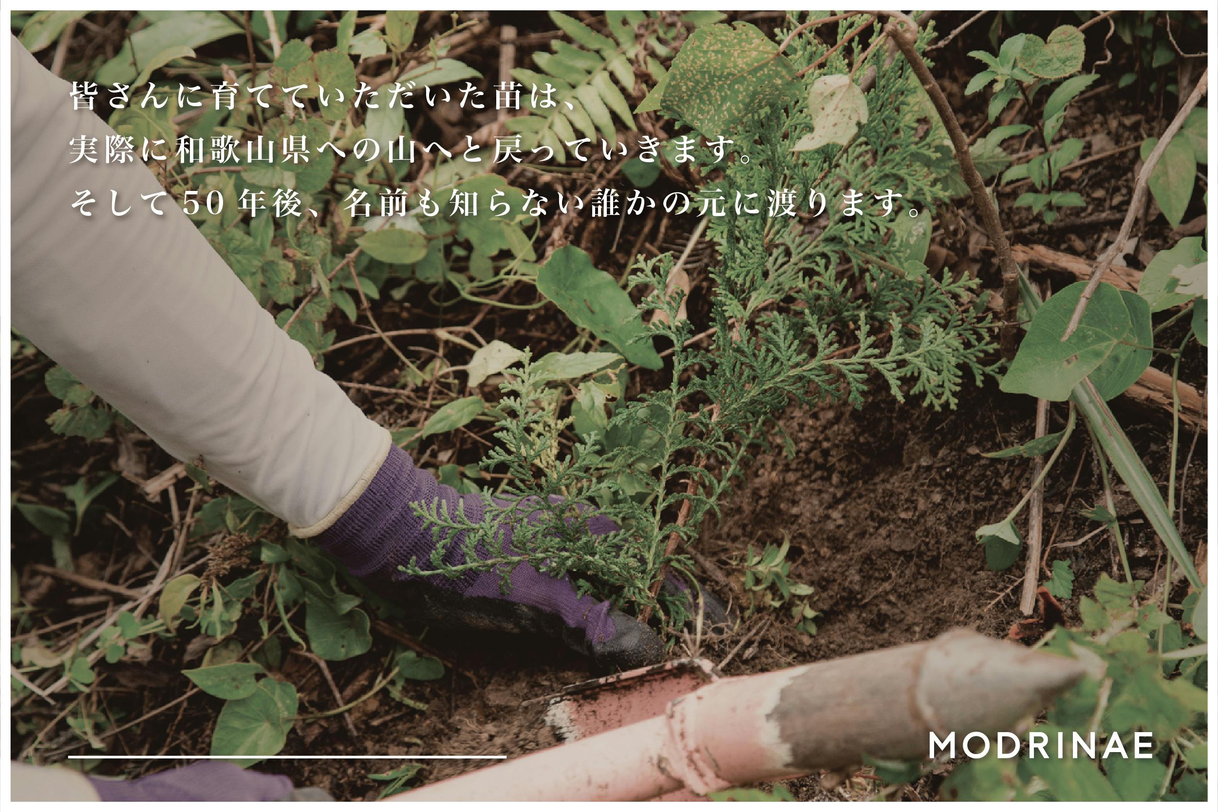 苗の成長過程 林業苗ってどう育てているの Campfire キャンプファイヤー 苗の成長過程 林業苗ってどう育てているの Campfire キャンプファイヤー