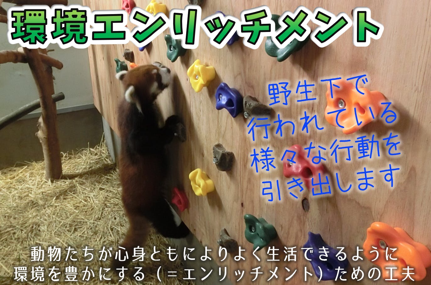 大牟田市動物園80周年 ドキュメンタリー映画を製作して動物福祉をもっと伝えたい Campfire キャンプファイヤー