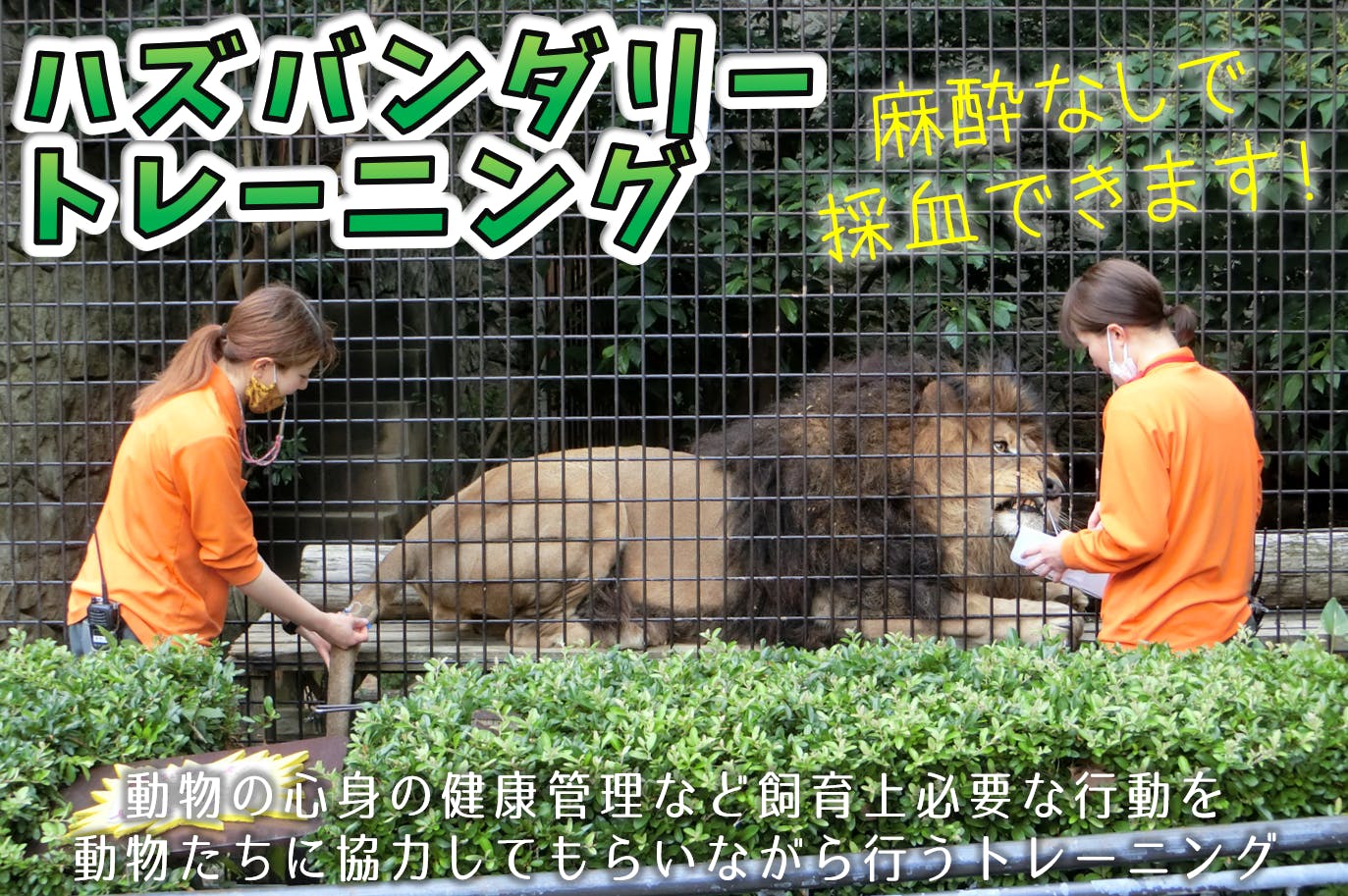 大牟田市動物園80周年 ドキュメンタリー映画を製作して動物福祉をもっと伝えたい Campfire キャンプファイヤー