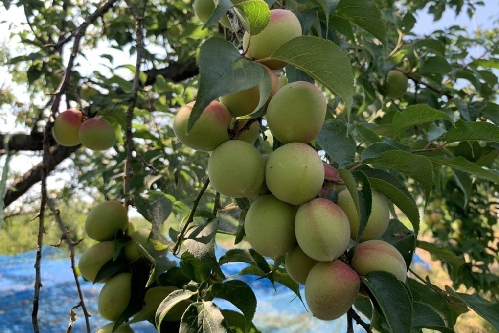 3番目のメイン画像