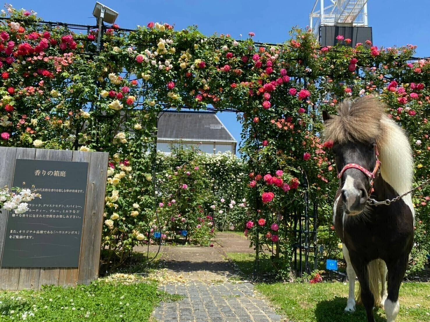 ハウステンボスでお客様を笑顔にしてくれる馬たちの 変わらぬ日常 を守りたい Campfire キャンプファイヤー ハウステンボスでお客様を笑顔にしてくれる馬たちの 変わらぬ日常 を守りたい Campfire キャンプファイヤー