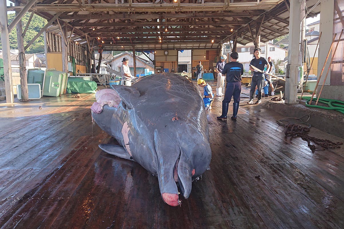 鯨を愛することと食べることは矛盾しない 映画 ひみつくじら で世界を納得させたい Campfire キャンプファイヤー 鯨を愛することと食べることは矛盾しない 映画 ひみつくじら で世界を納得させたい Campfire キャンプファイヤー