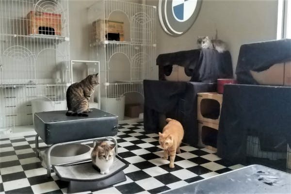 大阪府茨木市 養護老猫ルームと保護ねこルームにご支援をお願い致します Campfire キャンプファイヤー