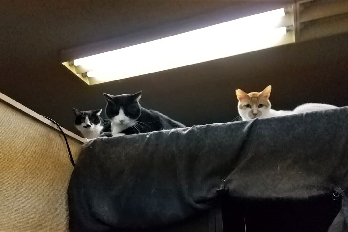 大阪府茨木市 養護老猫ルームと保護ねこルームにご支援をお願い致します Campfire キャンプファイヤー