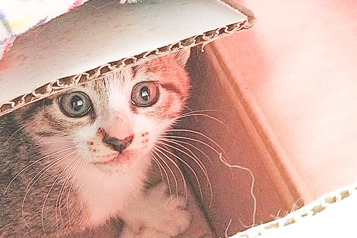 保護猫のいる障がい者施設 ホームにゃんこ を作りたい Campfire キャンプファイヤー 保護猫のいる障がい者施設 ホームにゃんこ を作りたい Campfire キャンプファイヤー