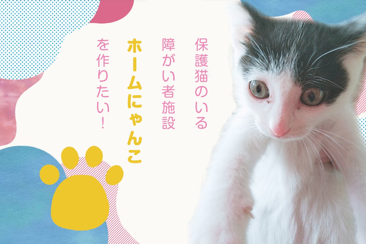 保護猫のいる障がい者施設 ホームにゃんこ を作りたい Campfire キャンプファイヤー 保護猫のいる障がい者施設 ホームにゃんこ を作りたい Campfire キャンプファイヤー