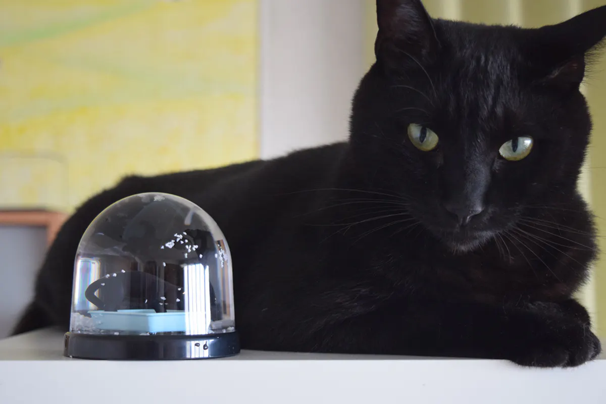 散らかすな と思わず言いたくなるあのシーンを再現 猫砂スノードーム Campfire キャンプファイヤー 散らかすな と思わず言いたくなるあのシーンを再現 猫砂スノードーム Campfire キャンプファイヤー