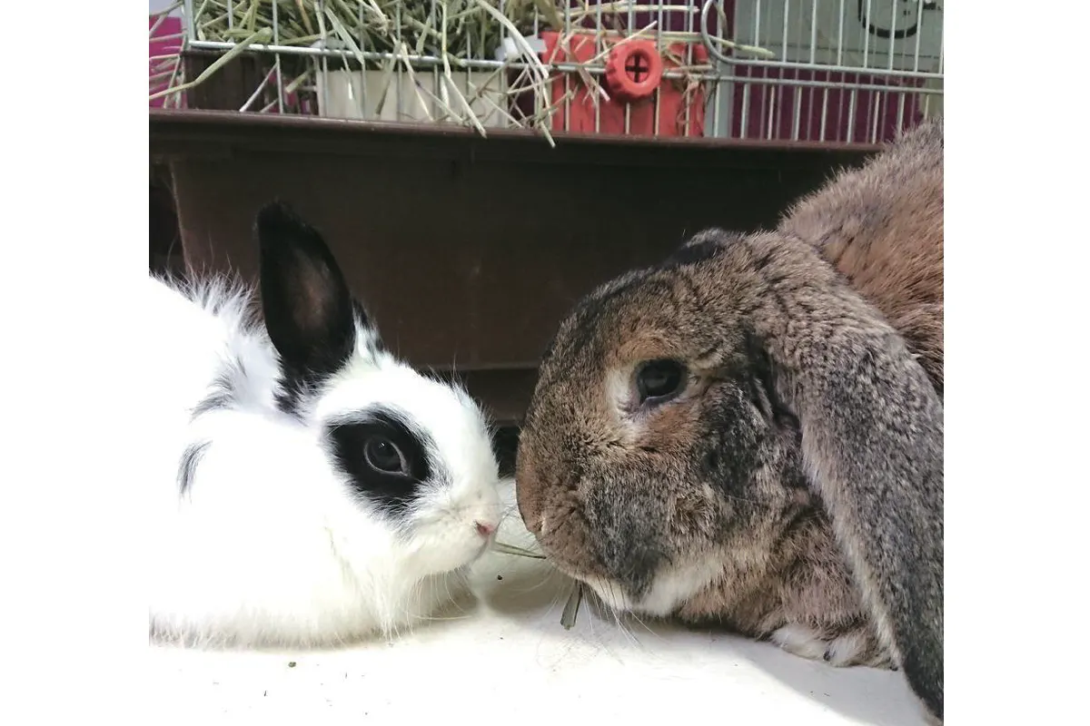 コロナの影響で売り上げ激減 うさぎカフェの継続の為にお力をください Campfire キャンプファイヤー コロナの影響で売り上げ激減 うさぎカフェの継続の為にお力をください Campfire キャンプファイヤー