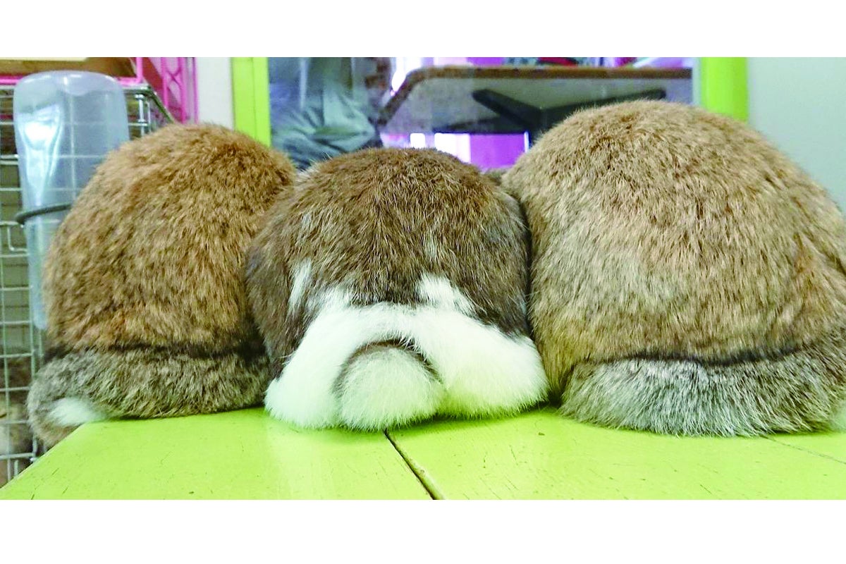 コロナの影響で売り上げ激減！うさぎカフェの継続の為にお力をください