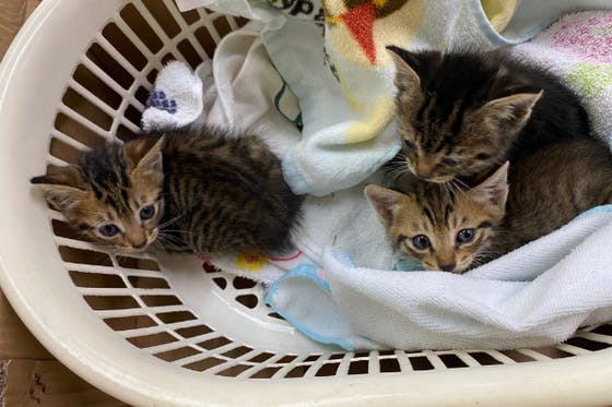 公園の排水管で瀕死の子猫を助けて育てる日々に応援お願いします Campfire キャンプファイヤー 公園の排水管で瀕死の子猫を助けて育てる日々に応援お願いします Campfire キャンプファイヤー