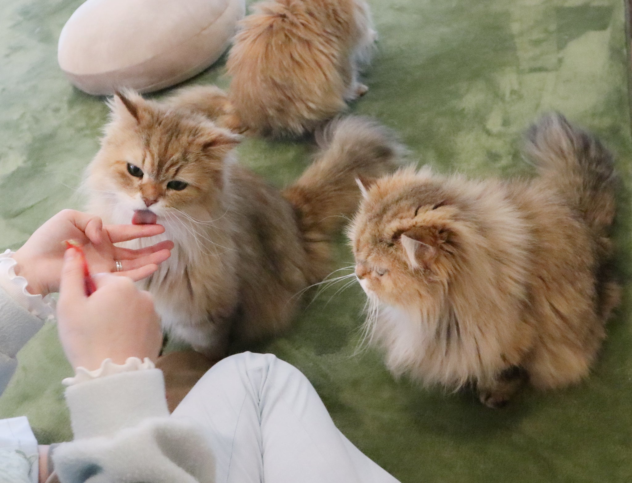 長野の猫カフェ ねこカフェなる営業継続支援のお願いです Campfire キャンプファイヤー 長野の猫カフェ ねこカフェなる営業継続支援のお願いです Campfire キャンプファイヤー