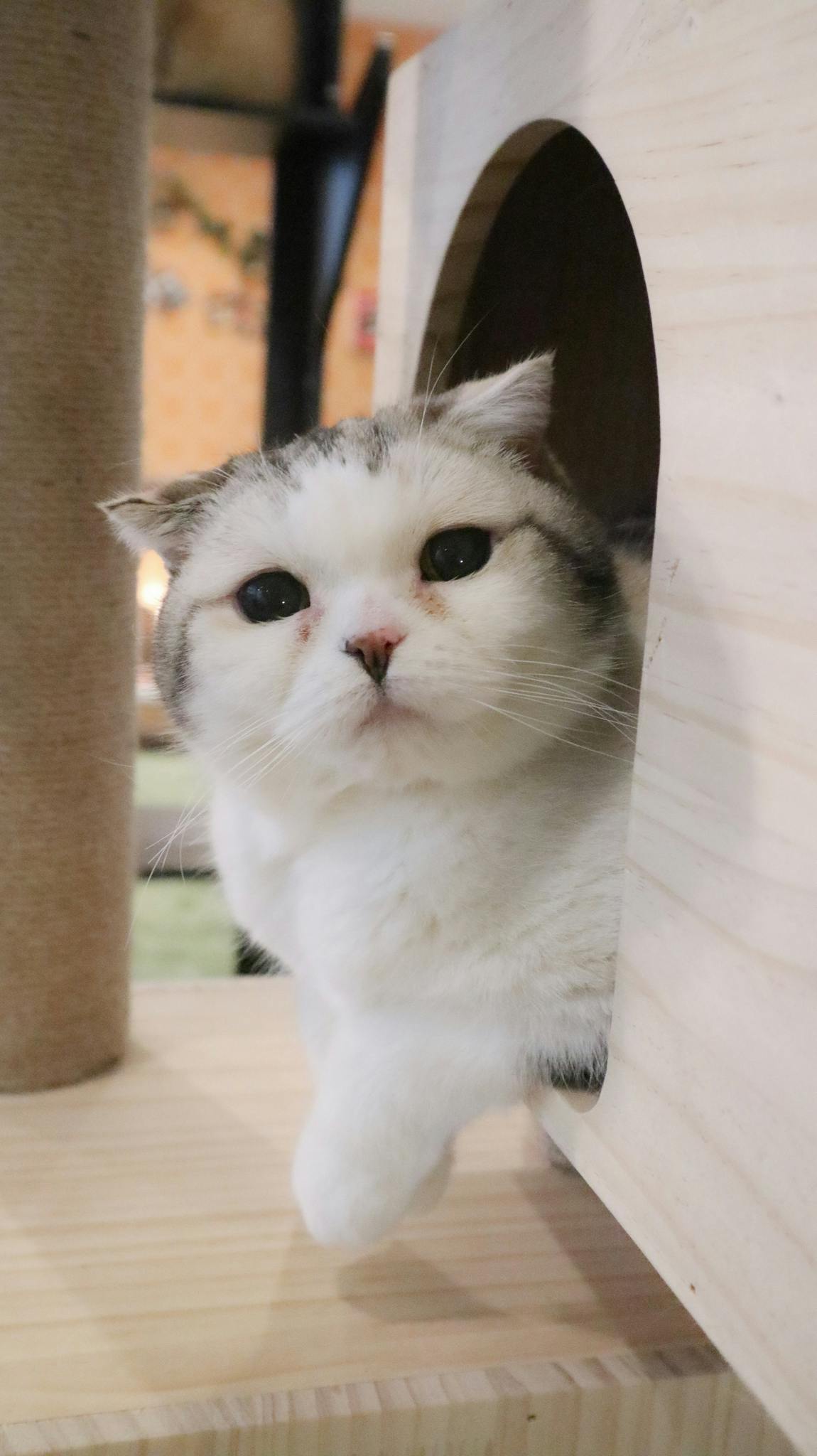 長野の猫カフェ ねこカフェなる営業継続支援のお願いです Campfire キャンプファイヤー 長野の猫カフェ ねこカフェなる営業継続支援のお願いです Campfire キャンプファイヤー