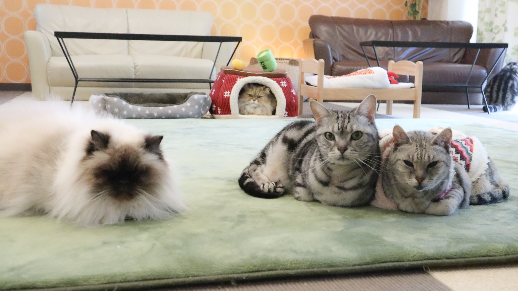 長野の猫カフェ ねこカフェなる営業継続支援のお願いです Campfire キャンプファイヤー 長野の猫カフェ ねこカフェなる営業継続支援のお願いです Campfire キャンプファイヤー
