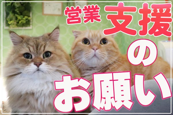 長野の猫カフェ ねこカフェなる営業継続支援のお願いです Campfire キャンプファイヤー