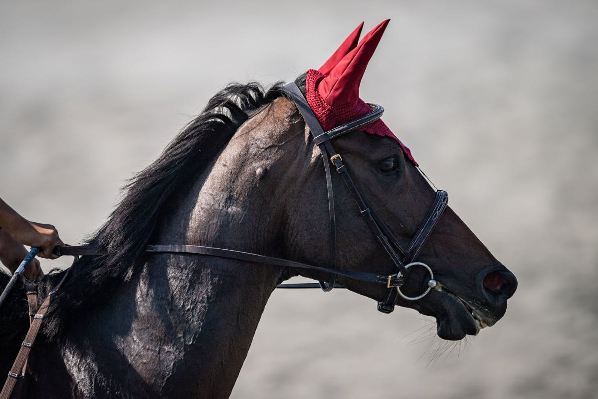 馬旅倶楽部 みんなで引退競走馬を育てよう!