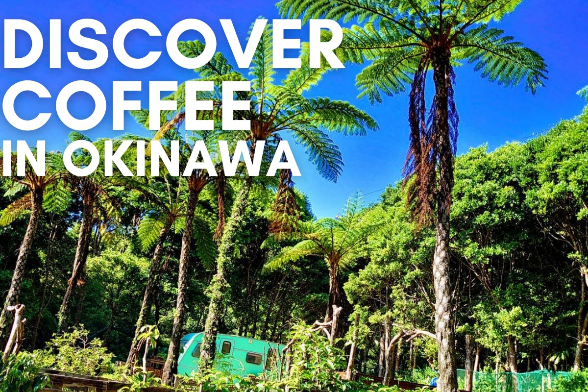 沖縄コーヒー農家の新たな挑戦 コーヒー農園に世界とつながれる拠点をつくりたい Campfire キャンプファイヤー