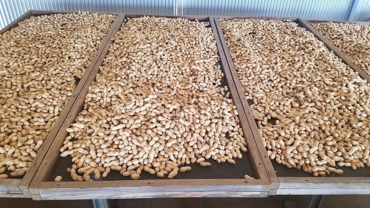 千葉県香取市の 落花生農家こだわりの新商品 をぜひ召し上がってみてください Campfire キャンプファイヤー 千葉県香取市の 落花生農家こだわりの新商品 をぜひ召し上がってみてください Campfire キャンプファイヤー