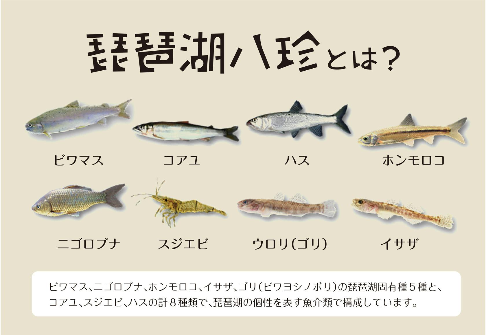 至高 湖国びわ湖の魚たち Teleacv Cl