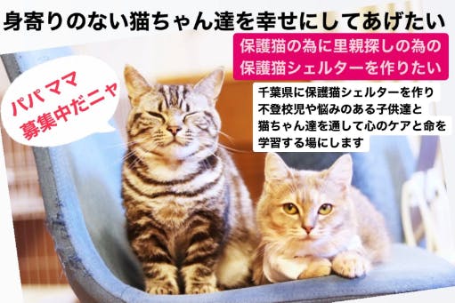 保護猫シェルター 身寄りのない猫ちゃんたちを幸せにしてあげたい Campfire キャンプファイヤー