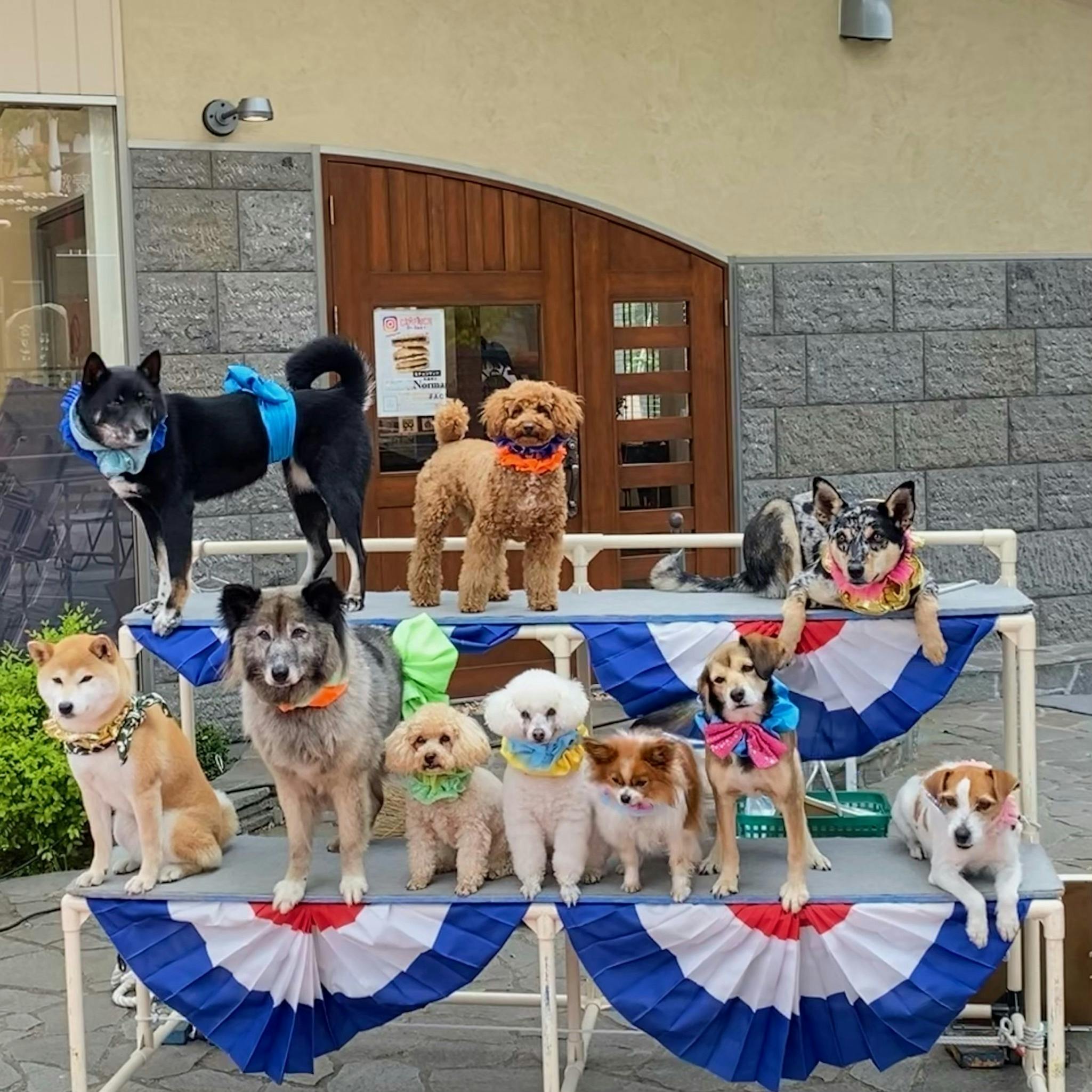 自粛、中止、キャンセル！もう限界です！33匹のわんちゃんを今一度助け