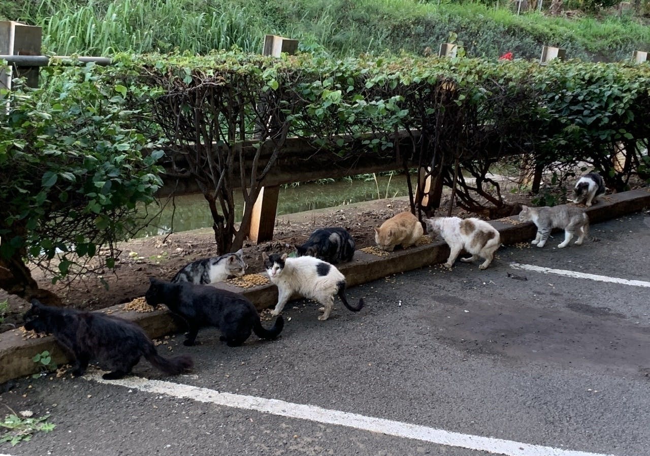 Aloha ハワイに住む野良猫ちゃん達をhappyに お力を貸してくれませんか Campfireコミュニティ